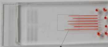 Image: Microfluidic device for cancer detection (Photo courtesy of the Chinese Academy of Sciences).